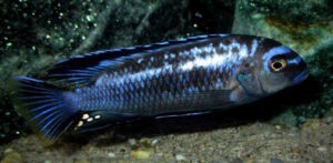 Pseudotropheus interruptus 'Machili Island'